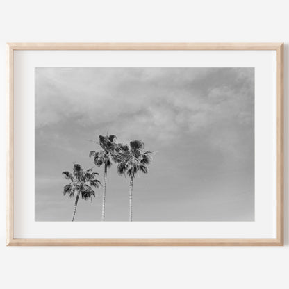 Black and White Palm Print | Black and White Palm Art | 17 Mile