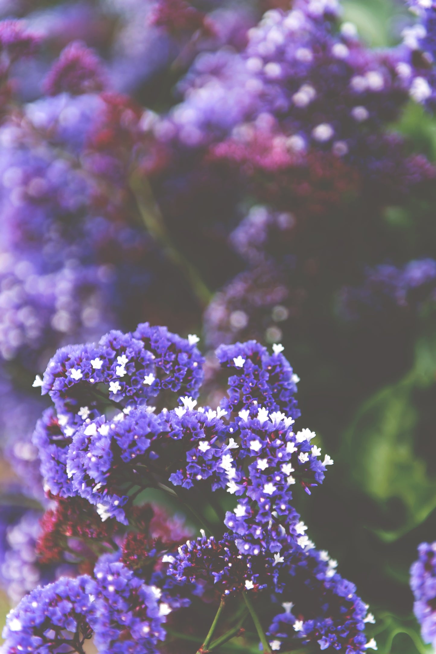 Purple Wildflower Print | Purple Wildflower Canvas | 17 Mile