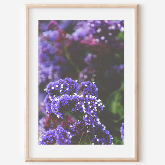 Purple Wildflower Print | Purple Wildflower Canvas | 17 Mile