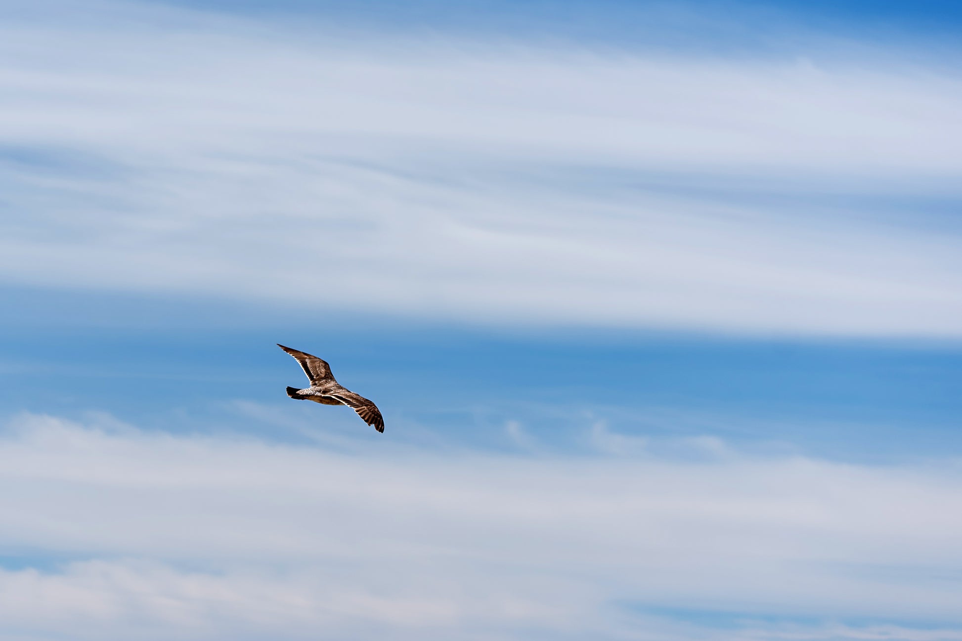 Flying Bird Print | Bird Wall Decor | 17 Mile