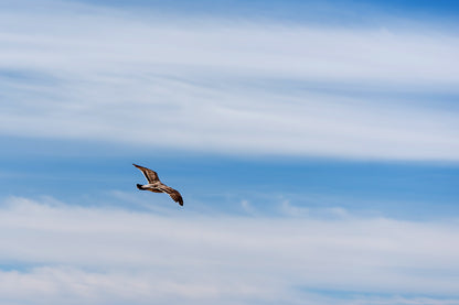 Flying Bird Print | Bird Wall Decor | 17 Mile