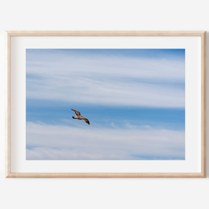 Flying Bird Print | Bird Wall Decor | 17 Mile