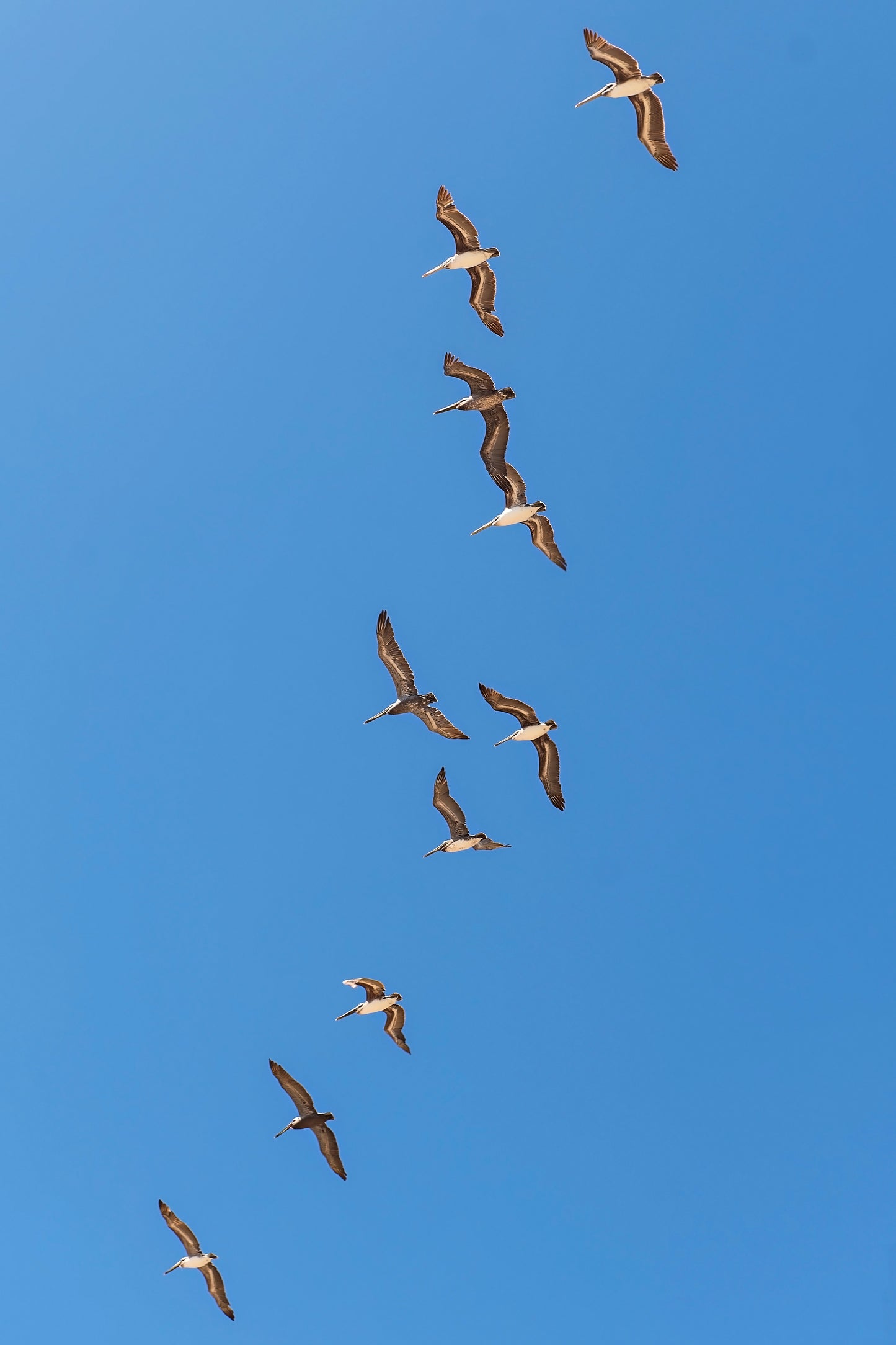 Flying Birds Canvas | Flying Birds Print | 17 Mile