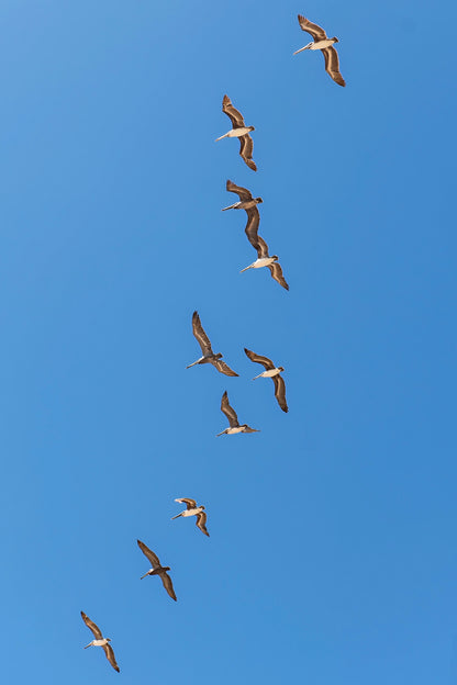 Flying Birds Canvas | Flying Birds Print | 17 Mile