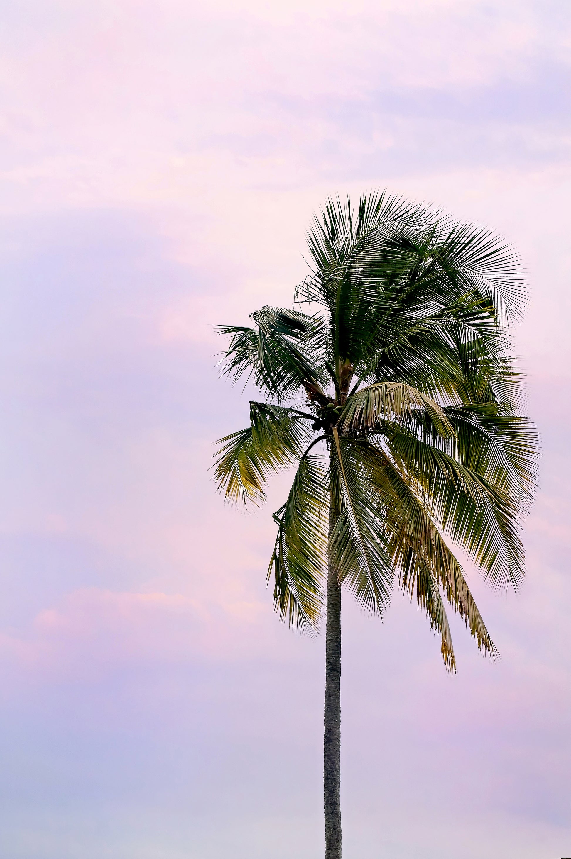 Palm Tree Wall Art | Palm Tree Canvas | 17 Mile