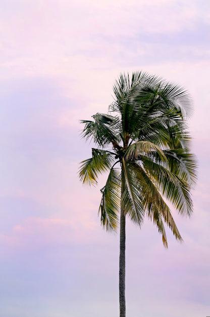 Palm Tree Wall Art | Palm Tree Canvas | 17 Mile