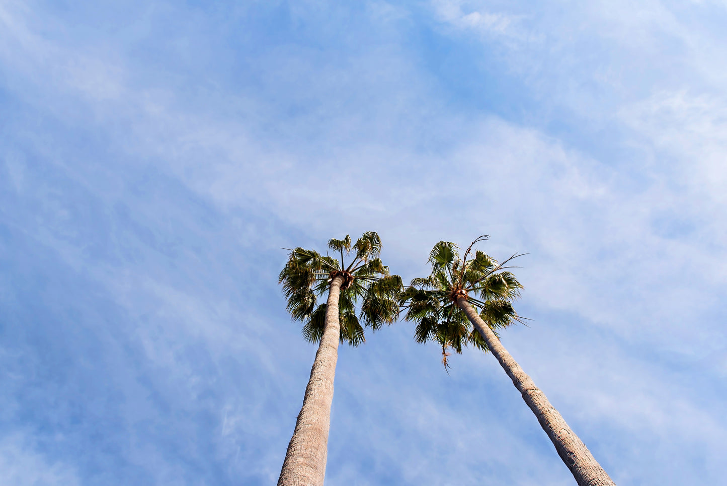 Twin Palm Tree Print | Best Wall Decor | 17 Mile