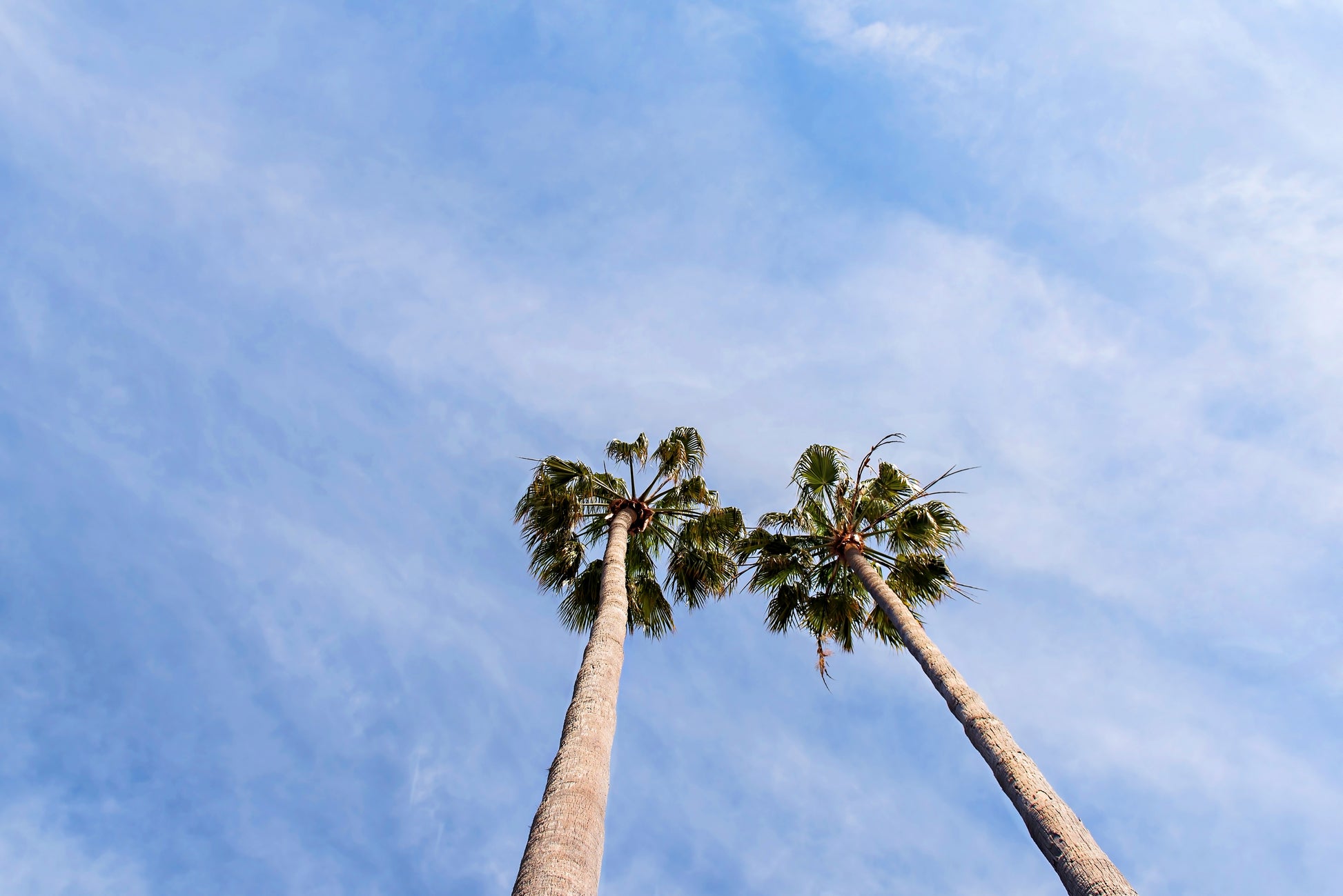 Twin Palm Tree Print | Best Wall Decor | 17 Mile