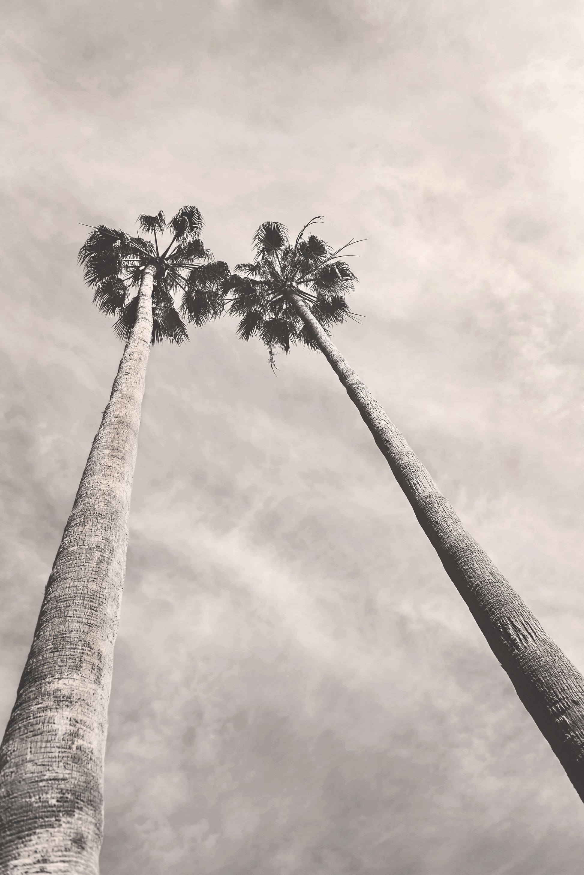 Palm Trees Canvas | Black and White Canvas | 17 Mile