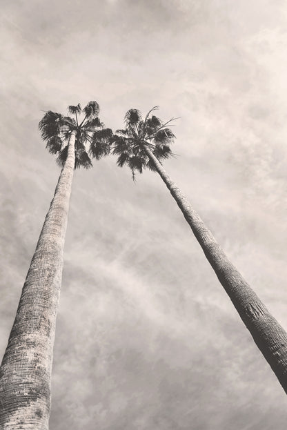 Palm Trees Canvas | Black and White Canvas | 17 Mile