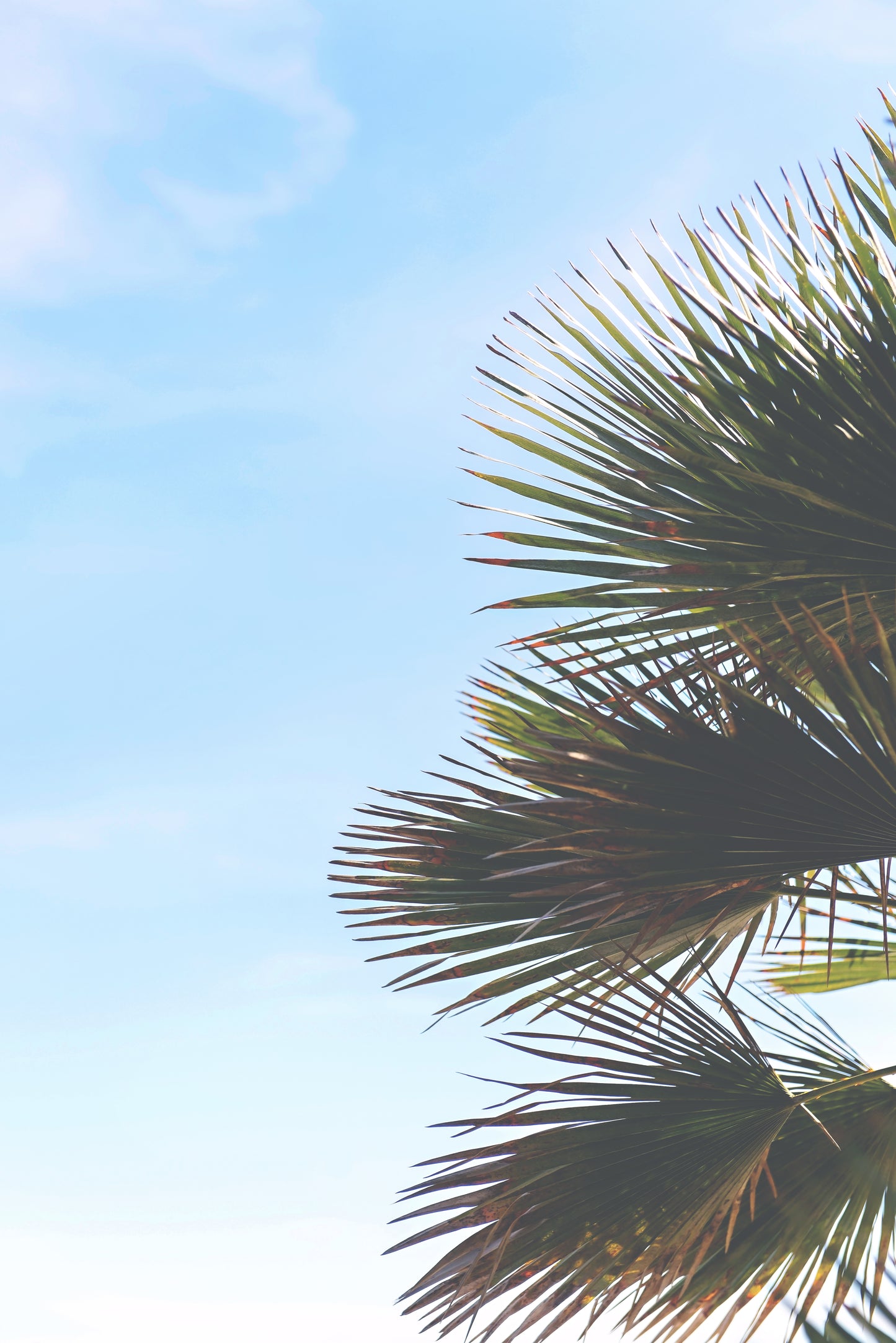 Newport Beach Canvas | Palm Leaves Print | 17 Mile