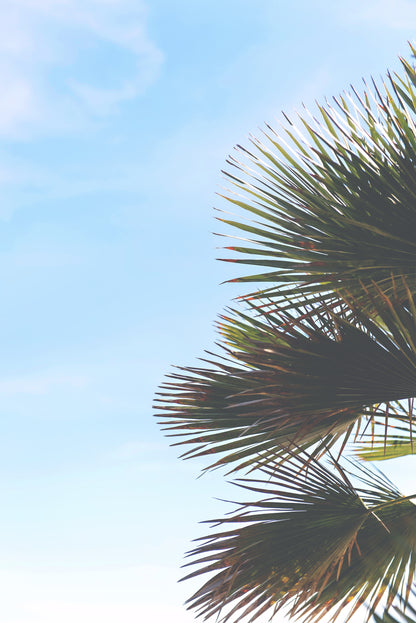 Newport Beach Canvas | Palm Leaves Print | 17 Mile
