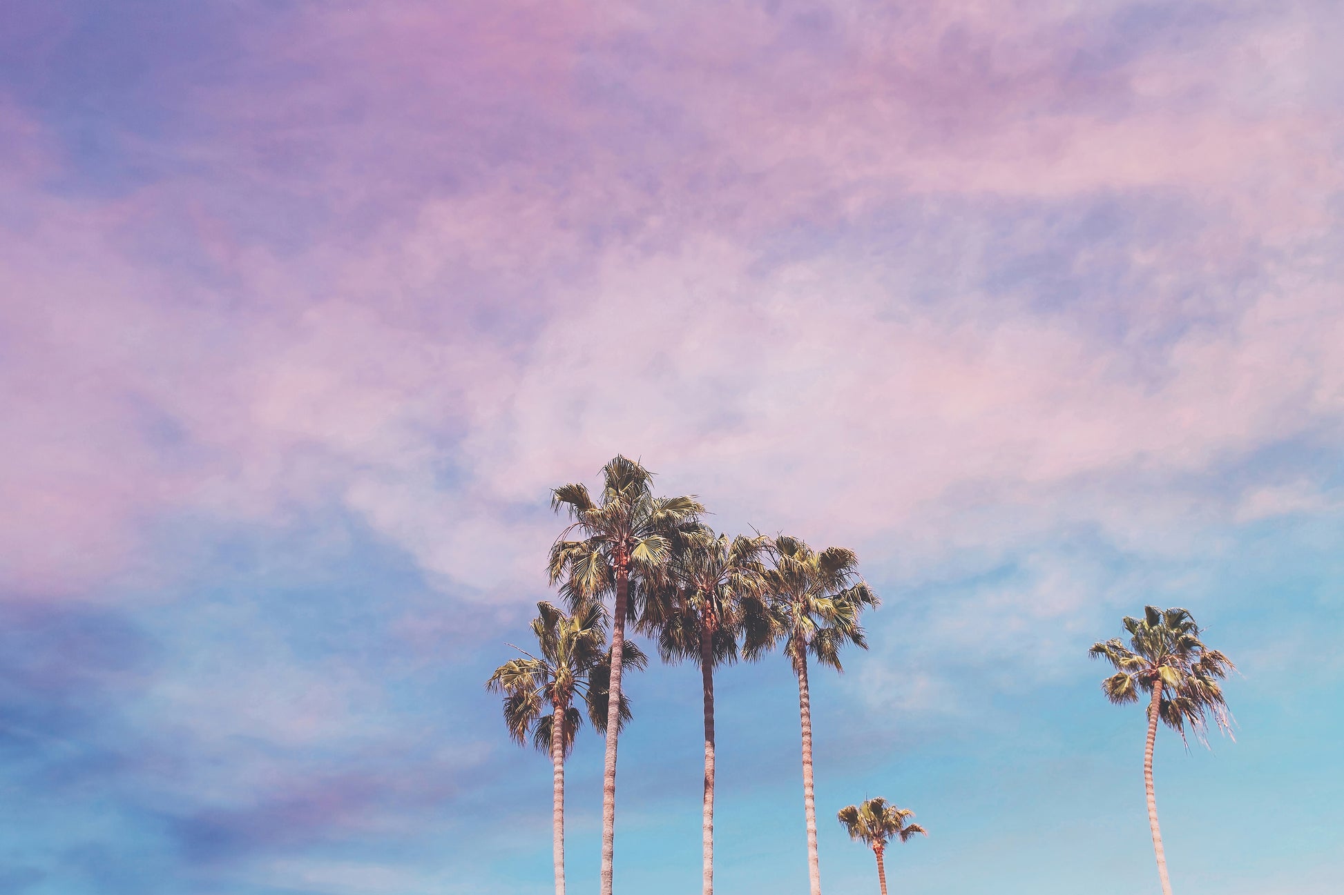 Pastel Palm Canvas | Pastel Palm Tree Art | 17 Mile