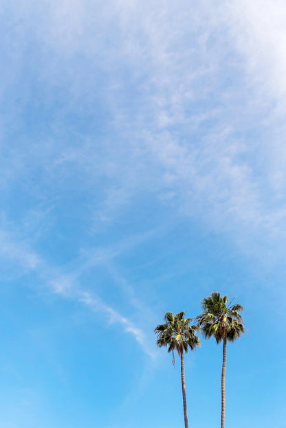 Beach Palm Canvas | Palm Tree Print | 17 Mile