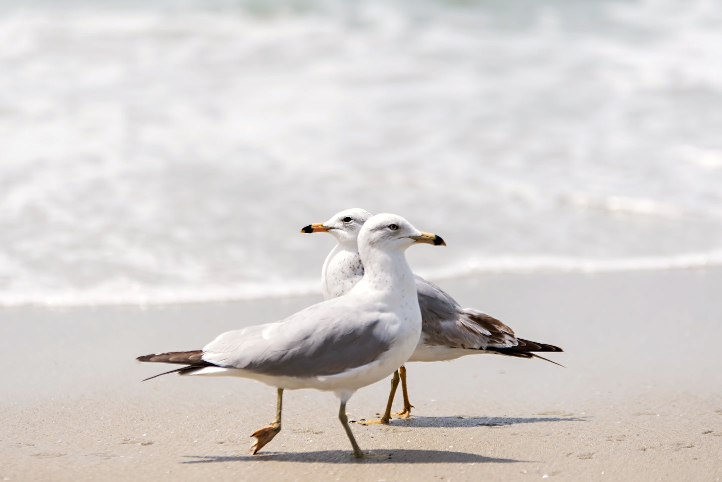 Seagulls Beach Print | Seagulls Beach Canvas | 17 Mile
