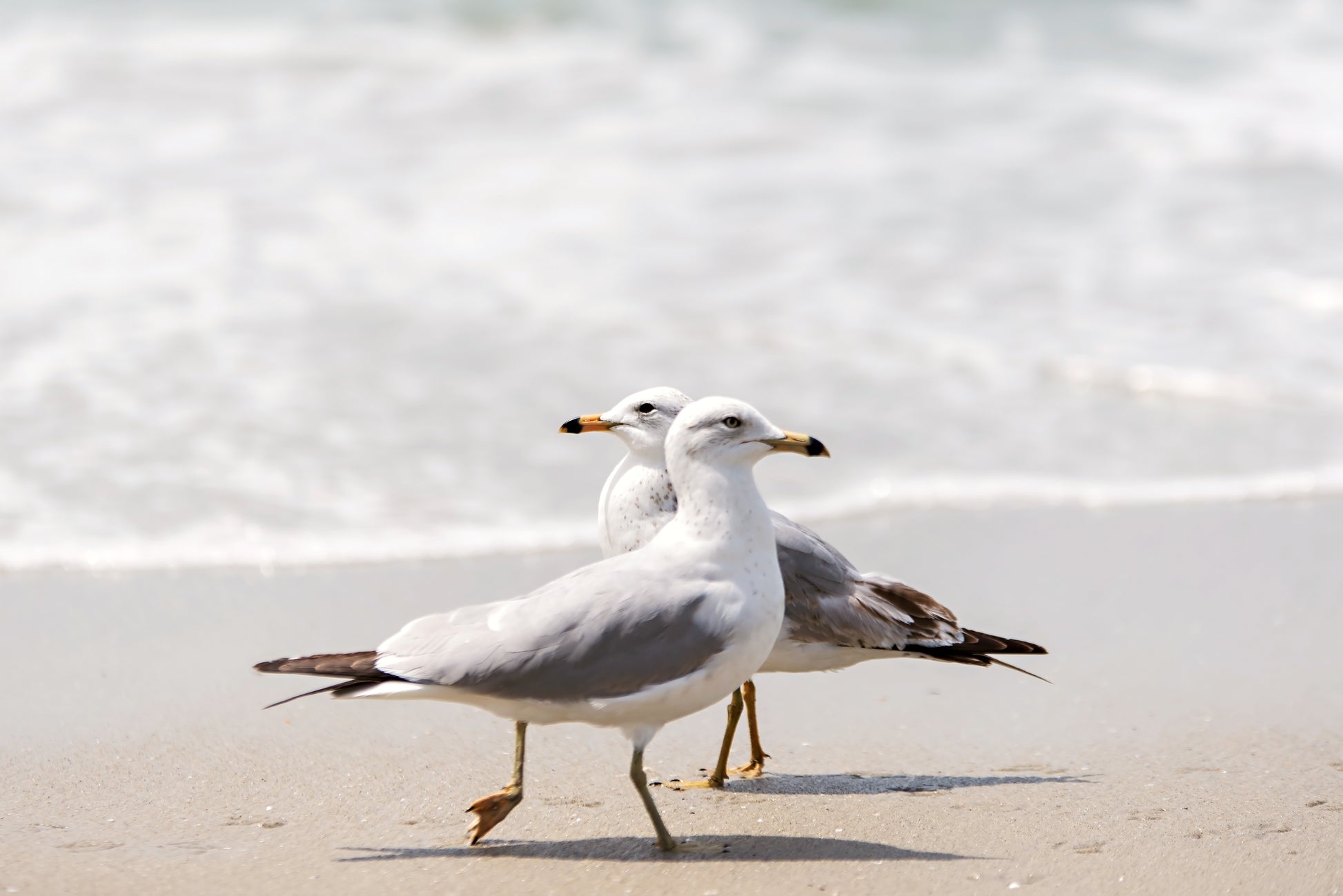 Seagulls Beach Print | Seagulls Beach Canvas | 17 Mile