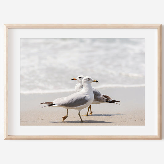 Seagulls Beach Print | Seagulls Beach Canvas | 17 Mile