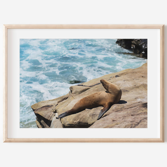 Sea Lion Print | Ocean Wildlife Poster | 17 Mile