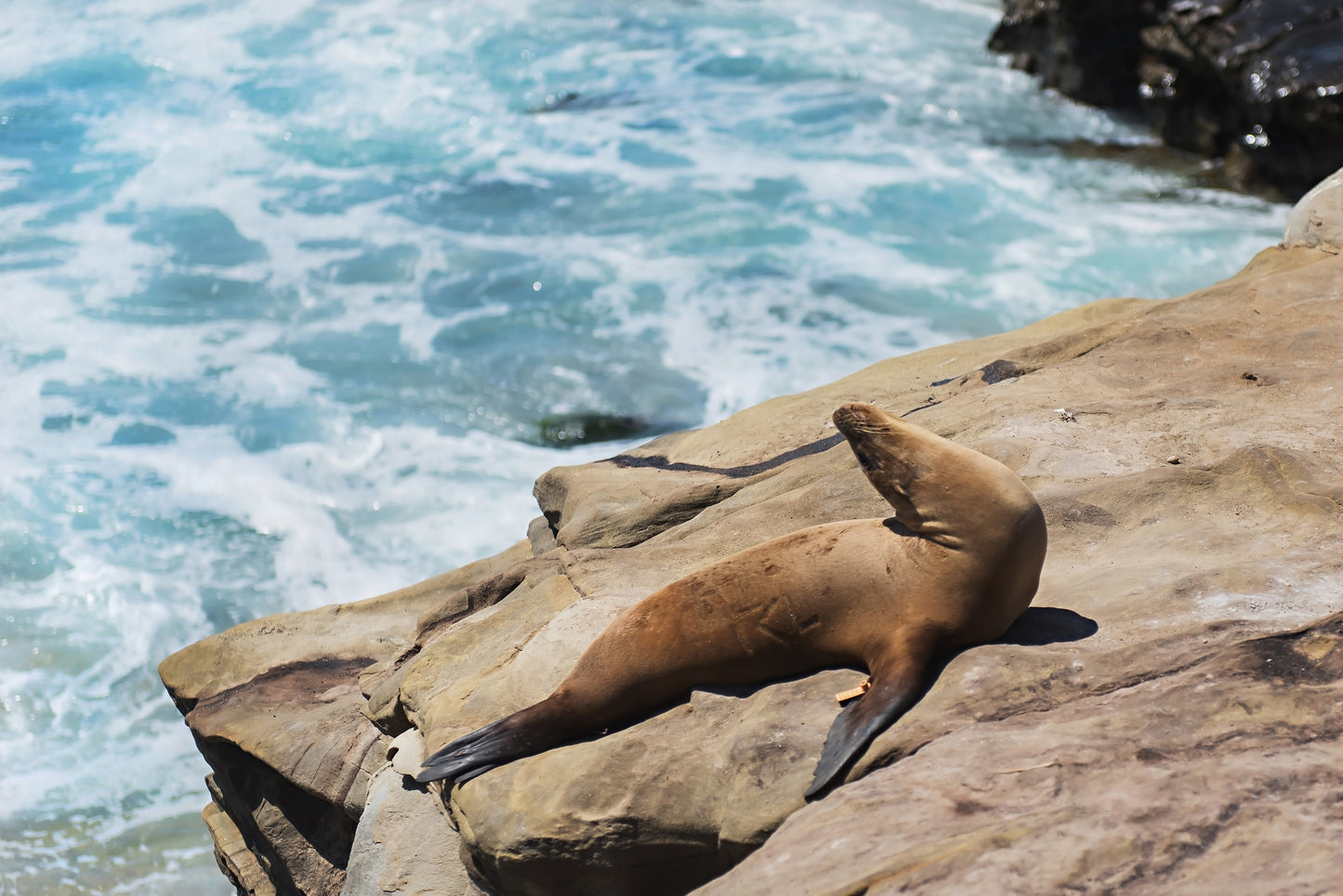 Sea Lion Print | Ocean Wildlife Poster | 17 Mile