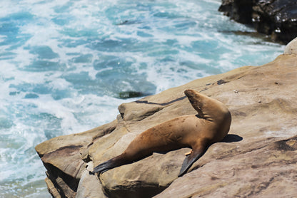 Sea Lion Print | Ocean Wildlife Poster | 17 Mile