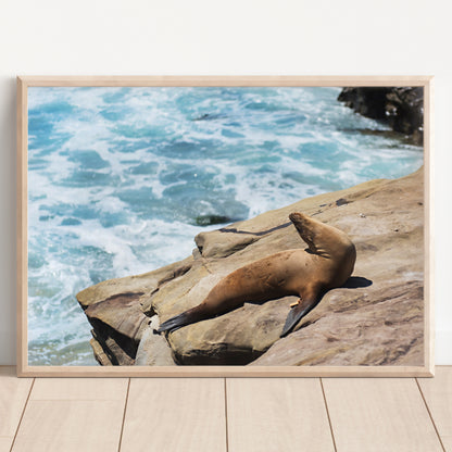 Sea Lion Print | Ocean Wildlife Poster | 17 Mile