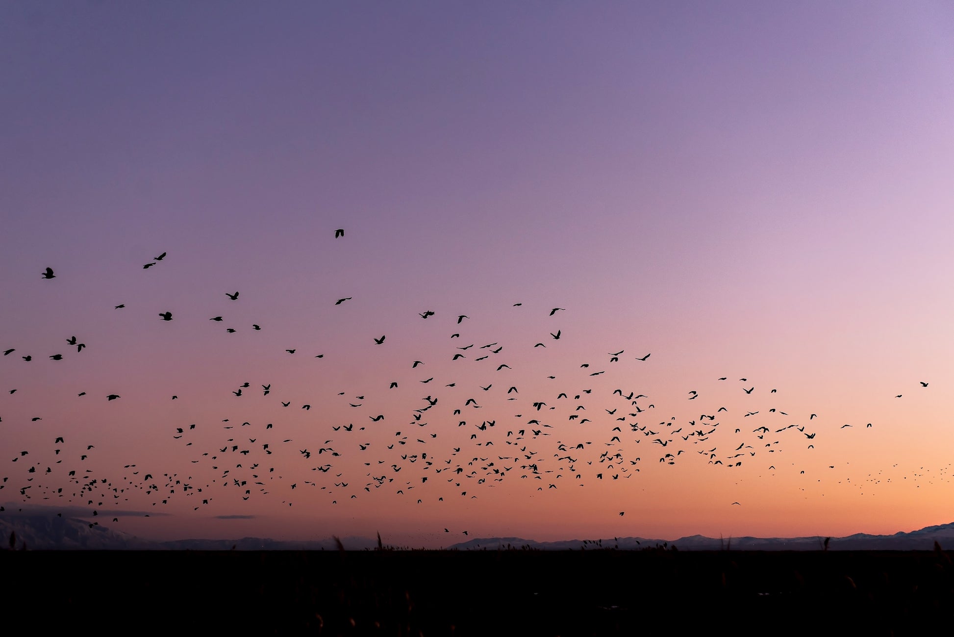 Flock of Birds Canvas | Sunset Birds Wall Art | 17 Mile