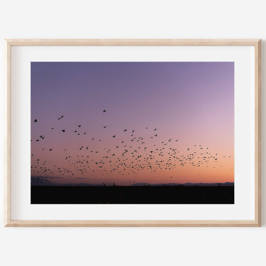 Flock of Birds Canvas | Sunset Birds Wall Art | 17 Mile