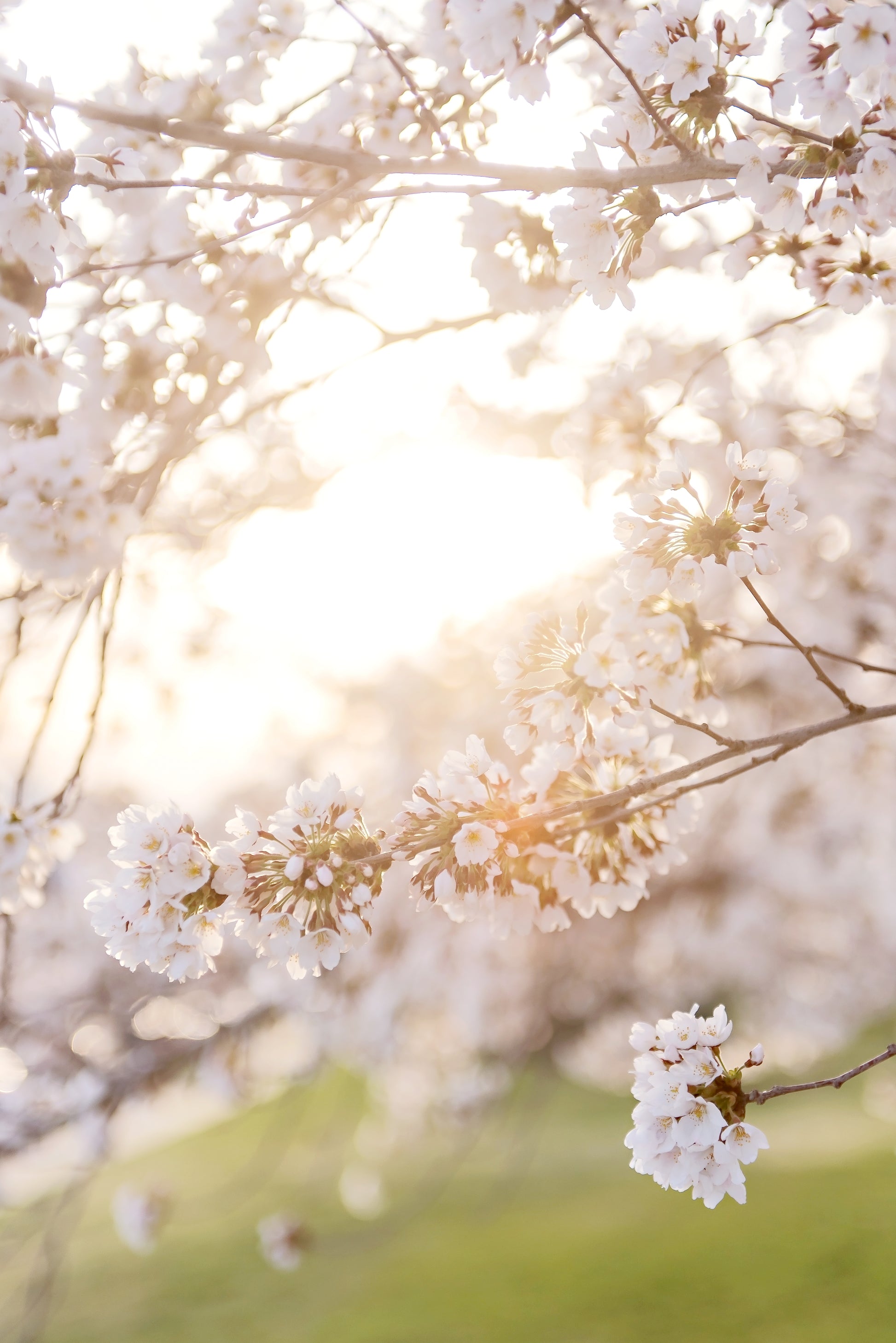 Spring Blossom Canvas | Spring Blossom Print | 17 Mile