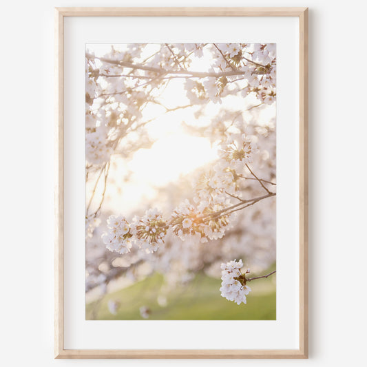Spring Blossom Canvas | Spring Blossom Print | 17 Mile