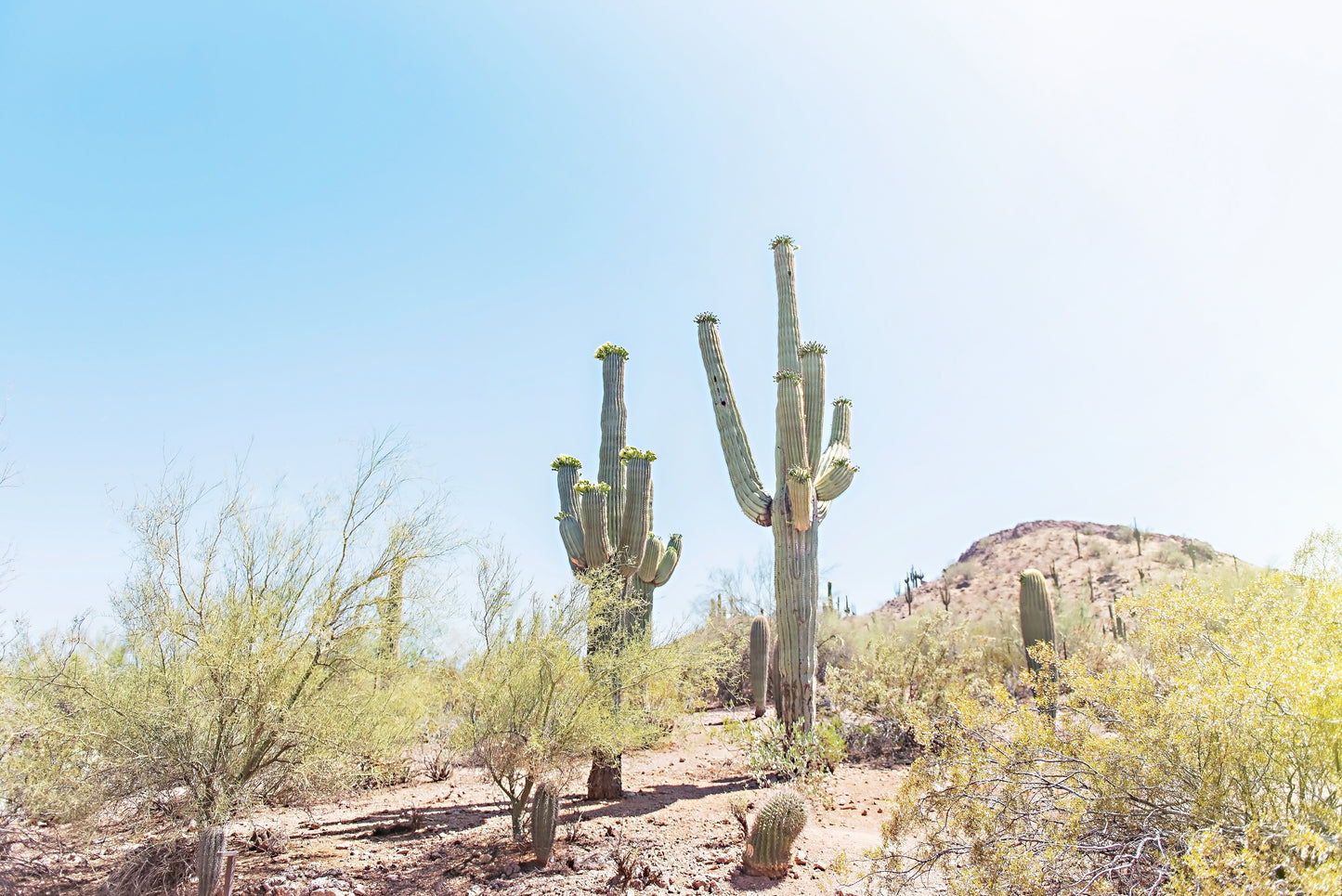 Desert Landscape Print | Wall Decor Canvas | 17 Mile