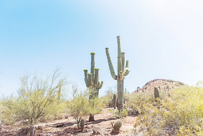 Desert Landscape Print | Wall Decor Canvas | 17 Mile