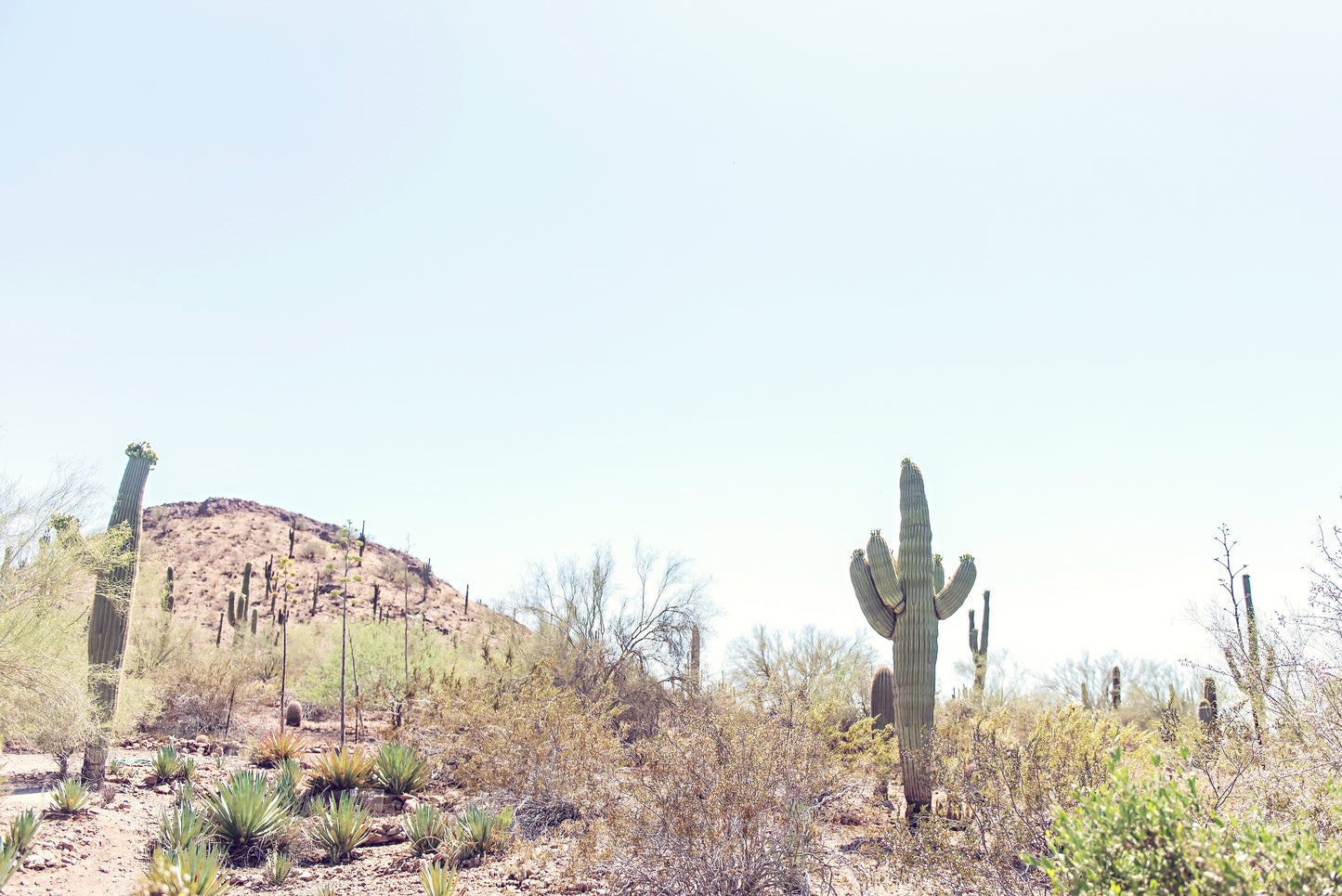 Desert Landscape Canvas | Desert Wall Art | 17 Mile