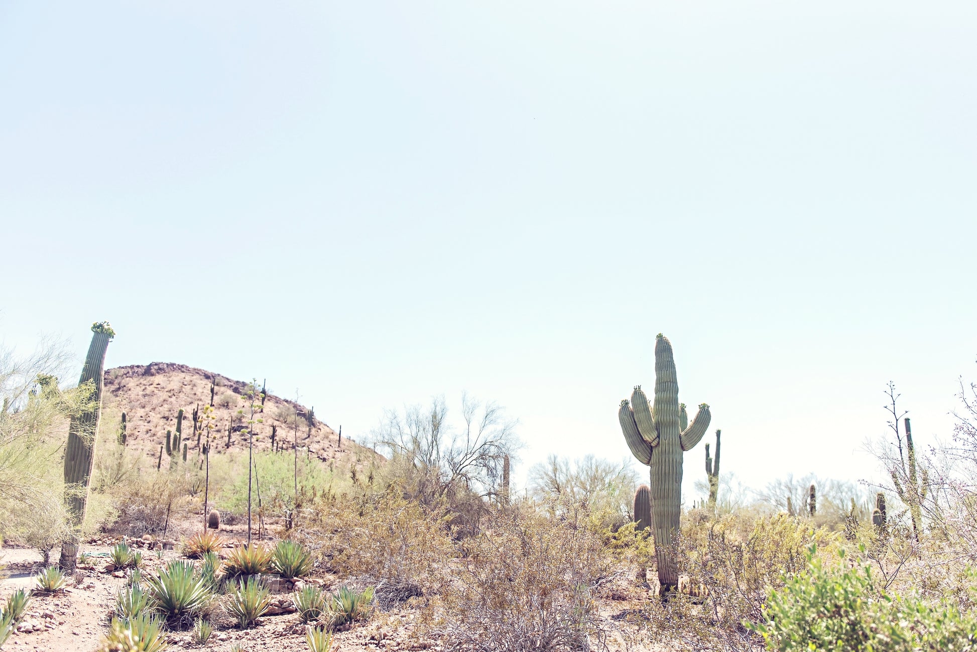 Desert Landscape Canvas | Desert Wall Art | 17 Mile