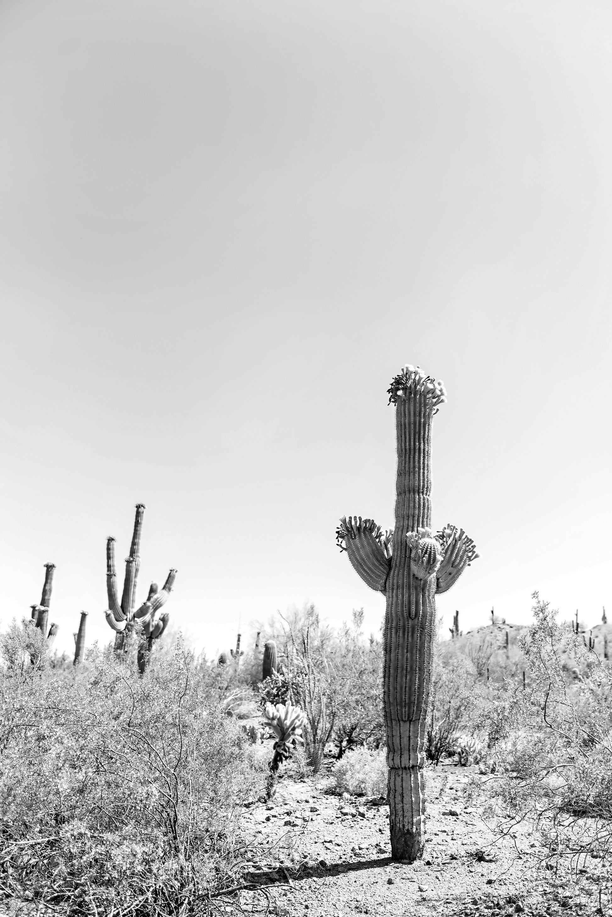 Saguaro Cactus print | Saguaro Cactus canvas | 17 Mile