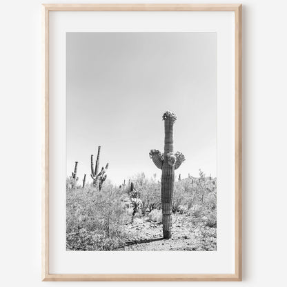 Saguaro Cactus print | Saguaro Cactus canvas | 17 Mile