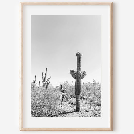 Saguaro Cactus print | Saguaro Cactus canvas | 17 Mile