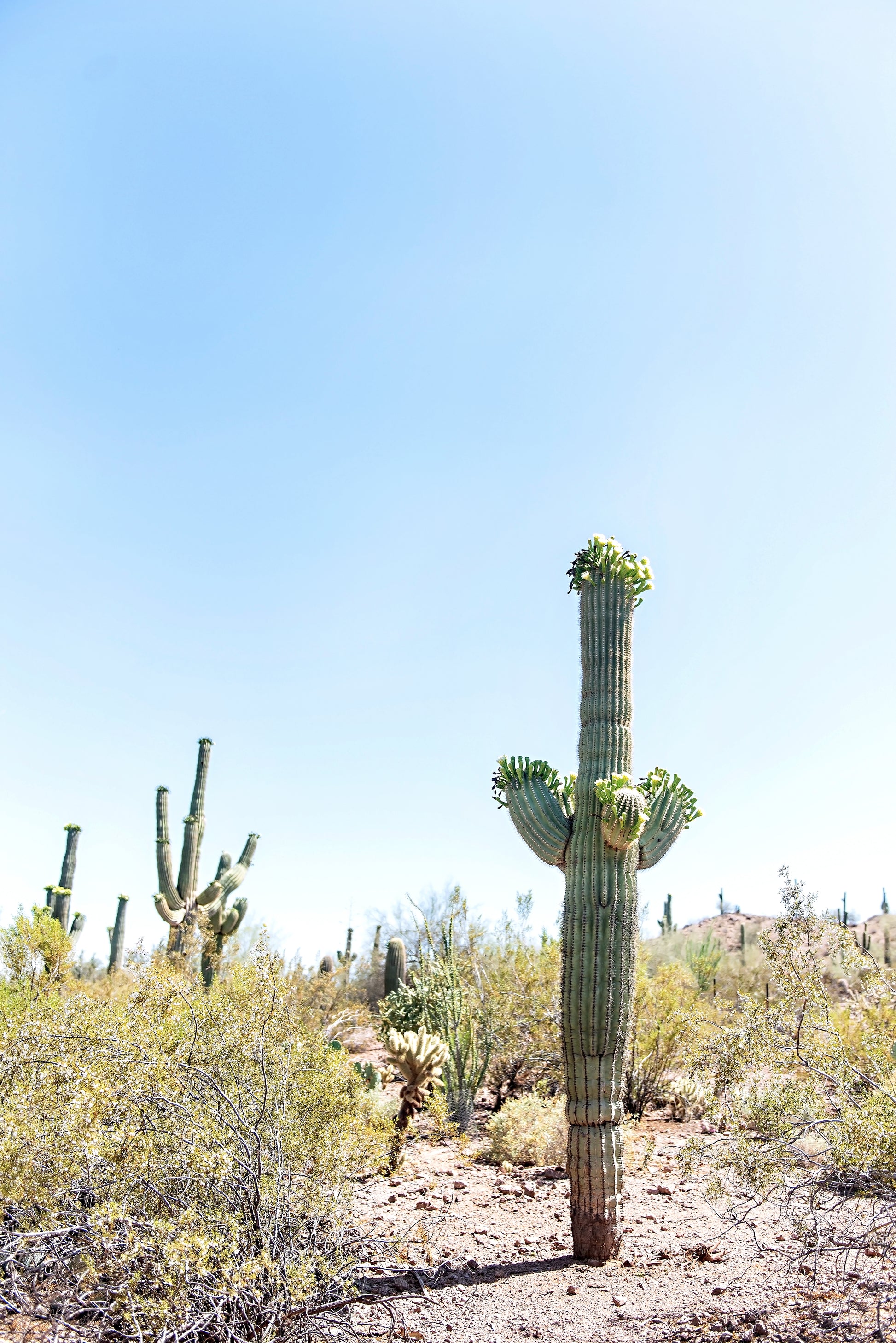 Saguaro Cactus Print | Saguaro Cactus Canvas | 17 Mile