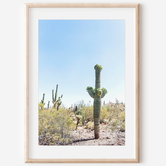Saguaro Cactus Print | Saguaro Cactus Canvas | 17 Mile