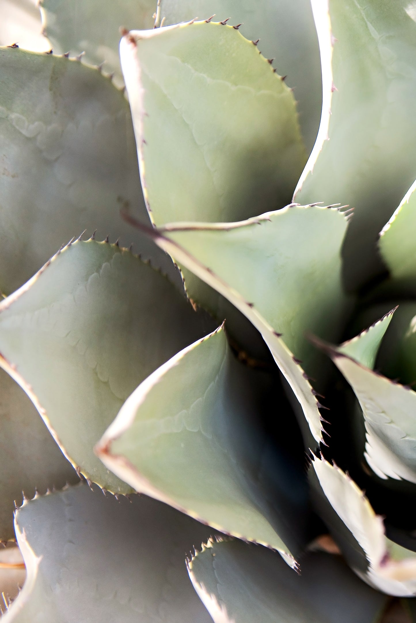 Desert Succulent Canvas | Desert Succulent Print | 17 Mile