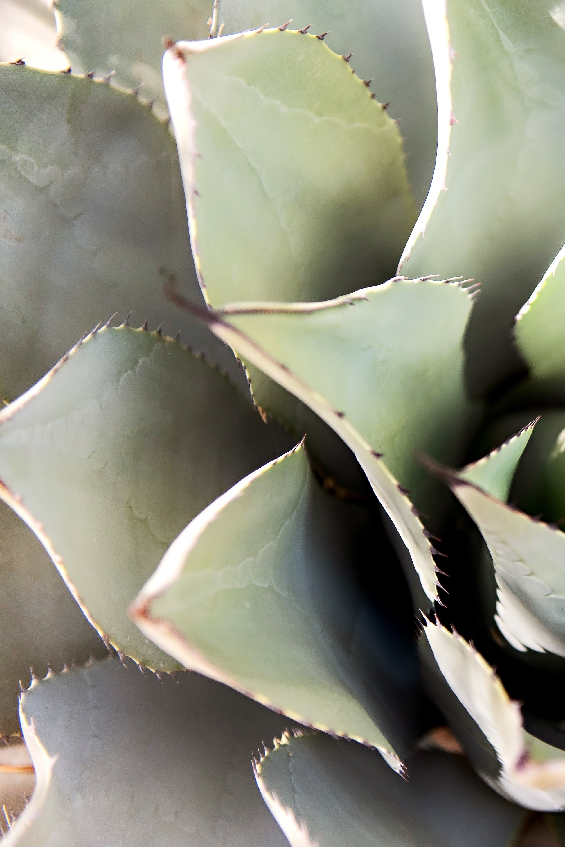 Desert Succulent Canvas | Desert Succulent Print | 17 Mile
