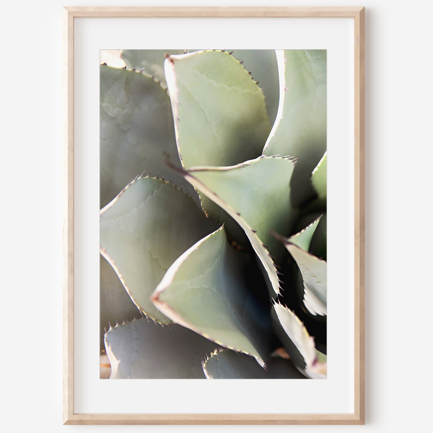 Desert Succulent Canvas | Desert Succulent Print | 17 Mile