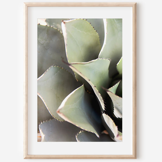 Desert Succulent Canvas | Desert Succulent Print | 17 Mile
