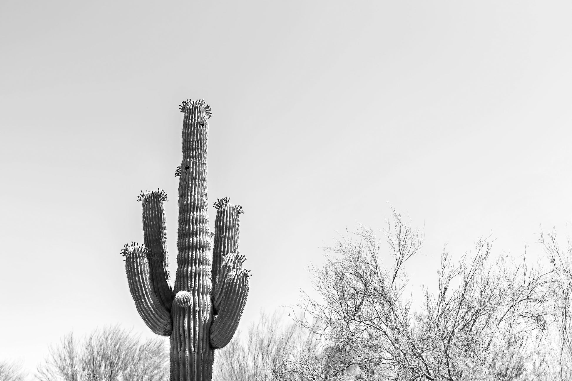 Black and White Cactus Canvas | Saguaro Cactus Print | 17 Mile