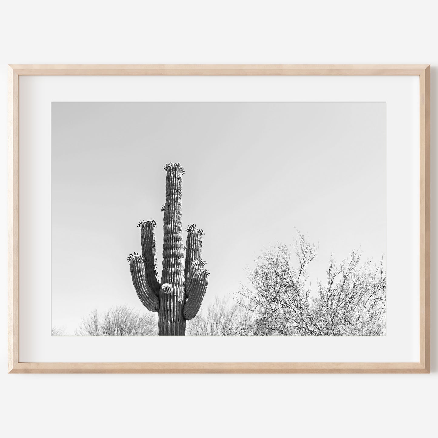 Black and White Cactus Canvas | Saguaro Cactus Print | 17 Mile