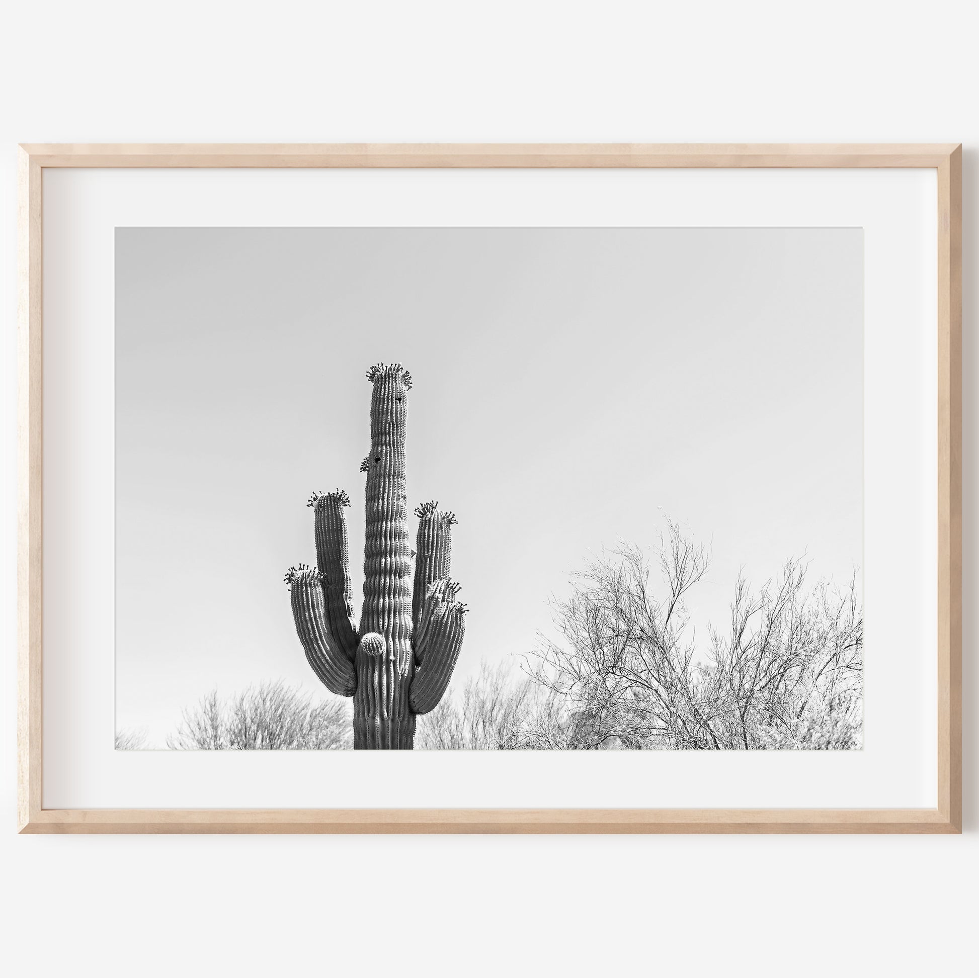 Black and White Cactus Canvas | Saguaro Cactus Print | 17 Mile