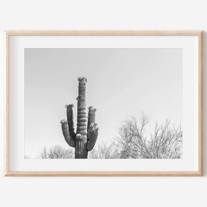 Black and White Cactus Canvas | Saguaro Cactus Print | 17 Mile