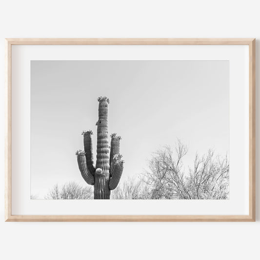 Black and White Cactus Canvas | Saguaro Cactus Print | 17 Mile