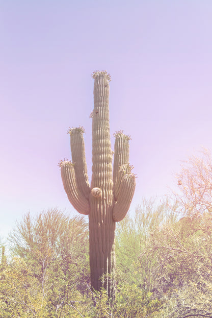 Pastel Saguaro Canvas | Pastel Saguaro Print | 17 Mile