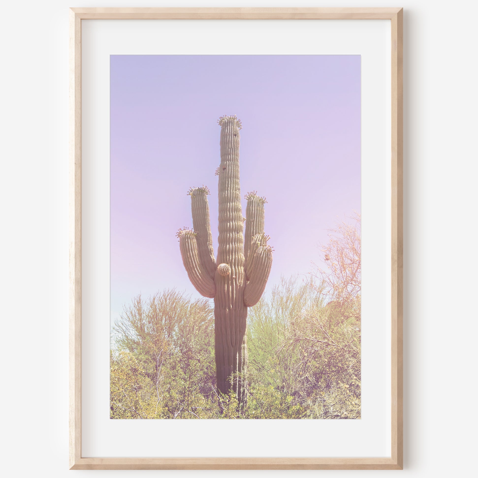 Pastel Saguaro Canvas | Pastel Saguaro Print | 17 Mile