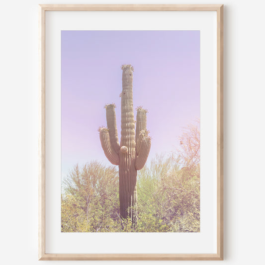 Pastel Saguaro Canvas | Pastel Saguaro Print | 17 Mile
